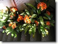 Clivia