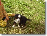 Berner Sennenhund