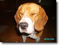 Beagle