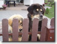 Tibetan Mastiff