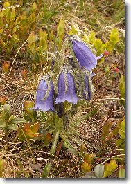 Campanula isophylla