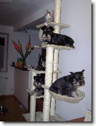Zwergschnauzer, Miniature Schnauzer
