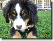 Berner Sennenhund