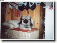 Pekingese, Pekinese, Peking Palasthound