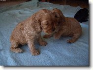 English Cocker Spaniel