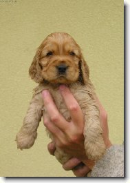 English Cocker Spaniel