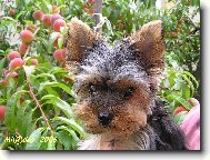 Jorkšírský terier, Yorkshire Terrier,