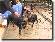 German Pinscher