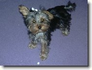 Jorkrsk terier, Yorkshire Terrier,