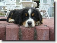 Berner Sennenhund