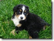Berner Sennenhund