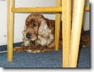 English Cocker Spaniel