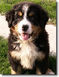 Berner Sennenhund