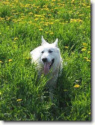 White swiss shepherd dog \\\\\(Dog standard\\\\\)