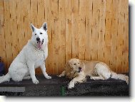 White swiss shepherd dog \\\\\(Dog standard\\\\\)