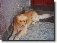 Golden Retriever