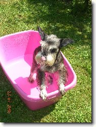 Zwergschnauzer, Miniature Schnauzer