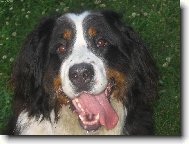 Berner Sennenhund