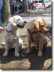 Berger Blanc Suisse, White Swiss Shepherd Dog