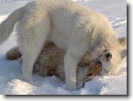 Berger Blanc Suisse, White Swiss Shepherd Dog