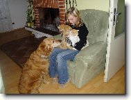 Golden Retriever