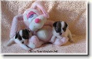 Papillon