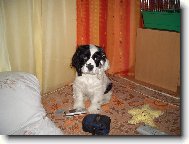 American Cocker Spaniel