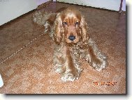 English Cocker Spaniel