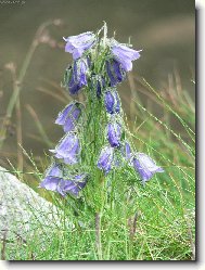 Campanula isophylla