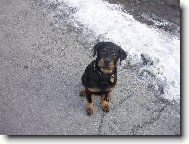 Rottweiler