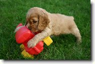 English Cocker Spaniel