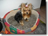 Jorkrsk terier, Yorkshire Terrier,