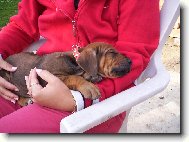 Rhodesian Ridgeback