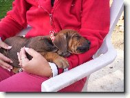 Rhodesian Ridgeback