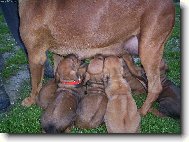 Rhodesian Ridgeback