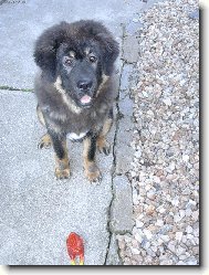 Tibetan Mastiff