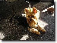 Jorkrsk terier, Yorkshire Terrier,