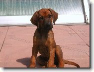 Rhodesian Ridgeback