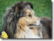 Shetland Sheepdog