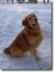 Golden Retriever