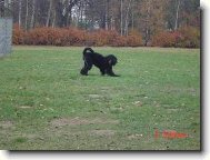 Black Russian Terrier