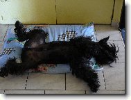 Schnauzer