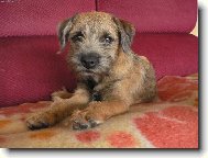 Border Terrier