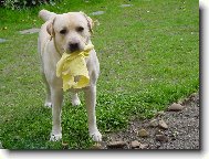 Labrador Retriever