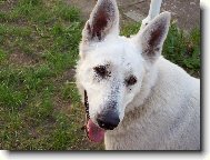 Berger Blanc Suisse, White Swiss Shepherd Dog