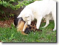 Berger Blanc Suisse, White Swiss Shepherd Dog