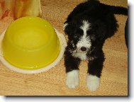 Bearded collie \(Dog standard\)