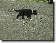 Bearded collie \(Dog standard\)
