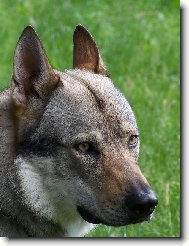 Czechoslovakian wolfdog