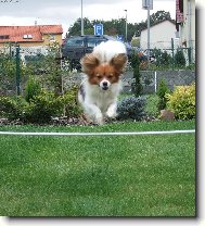Papillon
